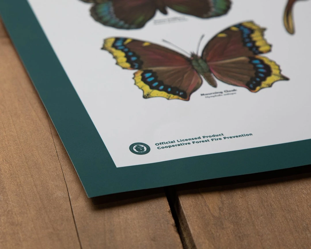 Landmark Project Butterflies Of The Forest Educational Poster 4 Landmark Project Butterflies Of The Forest Educational Poster