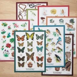Landmark Project Butterflies Of The Forest Educational Poster 7 Landmark Project Butterflies Of The Forest Educational Poster