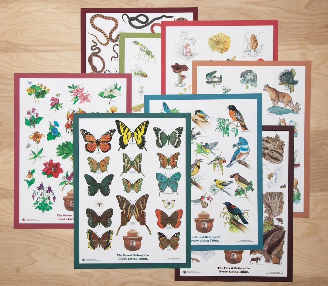 Landmark Project Butterflies Of The Forest Educational Poster 5 Landmark Project Butterflies Of The Forest Educational Poster