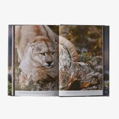 Patagonia Path Of The Puma: The Remarkable Resilience Of The Mountain Lion By Jim Williams
