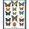 Landmark Project Butterflies Of The Forest Educational Poster
