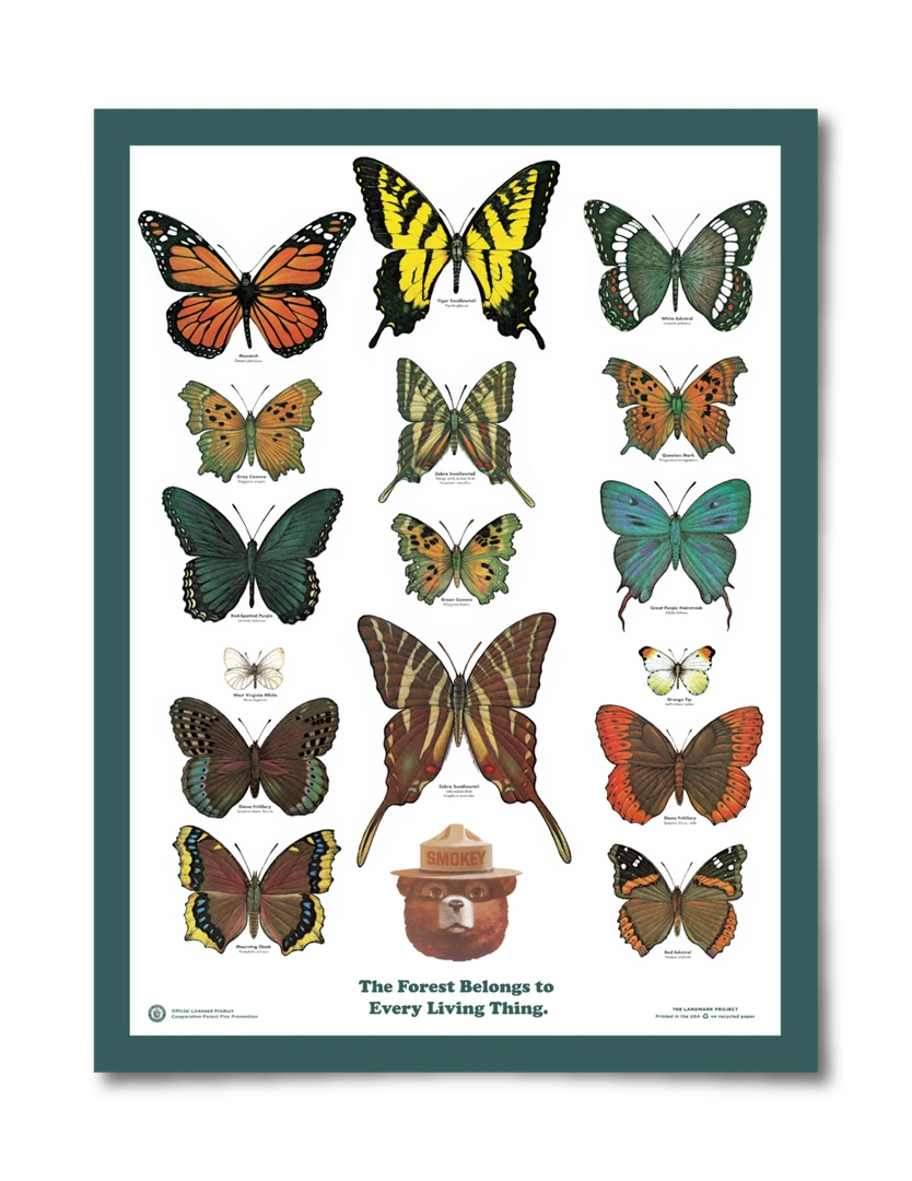 Landmark Project Butterflies Of The Forest Educational Poster 3 Landmark Project Butterflies Of The Forest Educational Poster