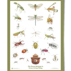 Landmark Project Insects Of The Forest Educational Poster Gear