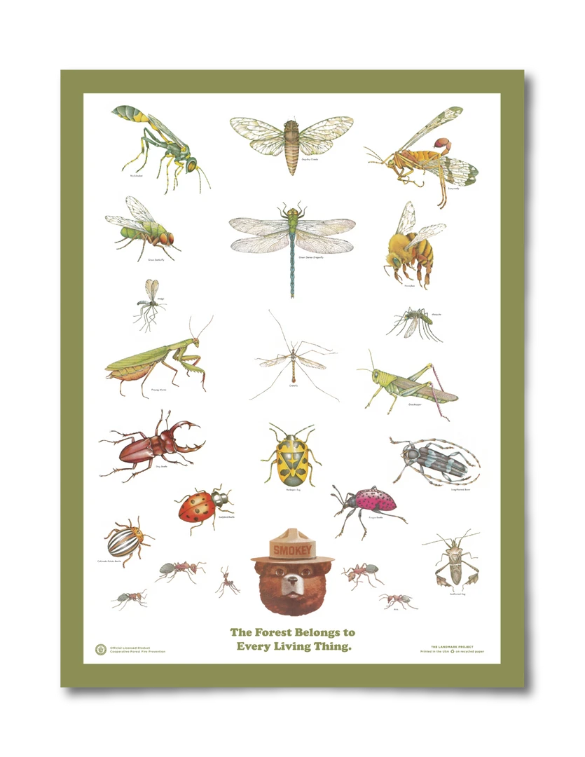 Landmark Project Insects Of The Forest Educational Poster Gear 3 Landmark Project Insects Of The Forest Educational Poster Gear
