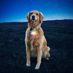 Nite Ize SpotLit Collar Light